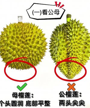公母榴莲图片
