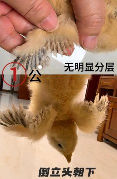 小鸡怎么分辨公母