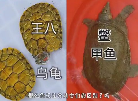 甲鱼王八鳖有什么区别