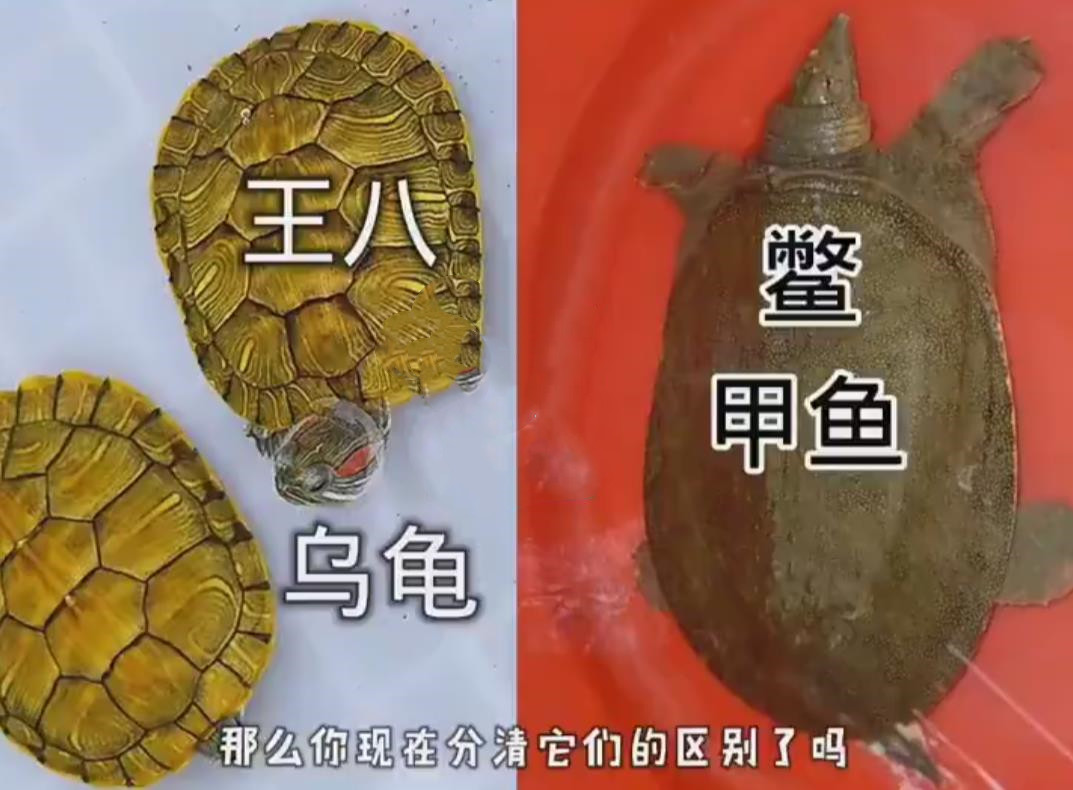 甲鱼王八鳖有什么区别