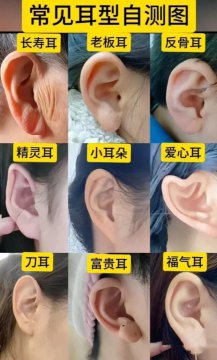 耳朵形状图解大全