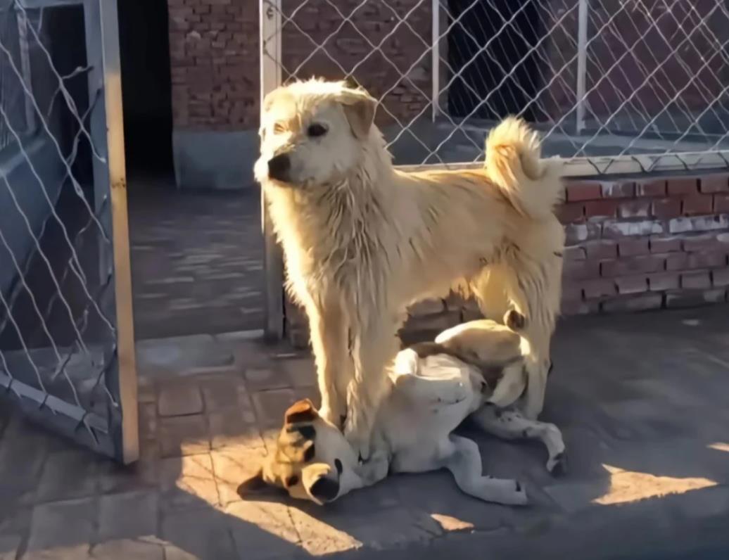为什么狗都怕下司犬