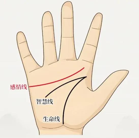 手掌三条纹表示什么线