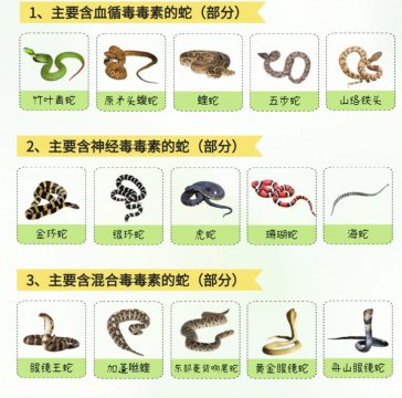 神经毒蛇有哪几种