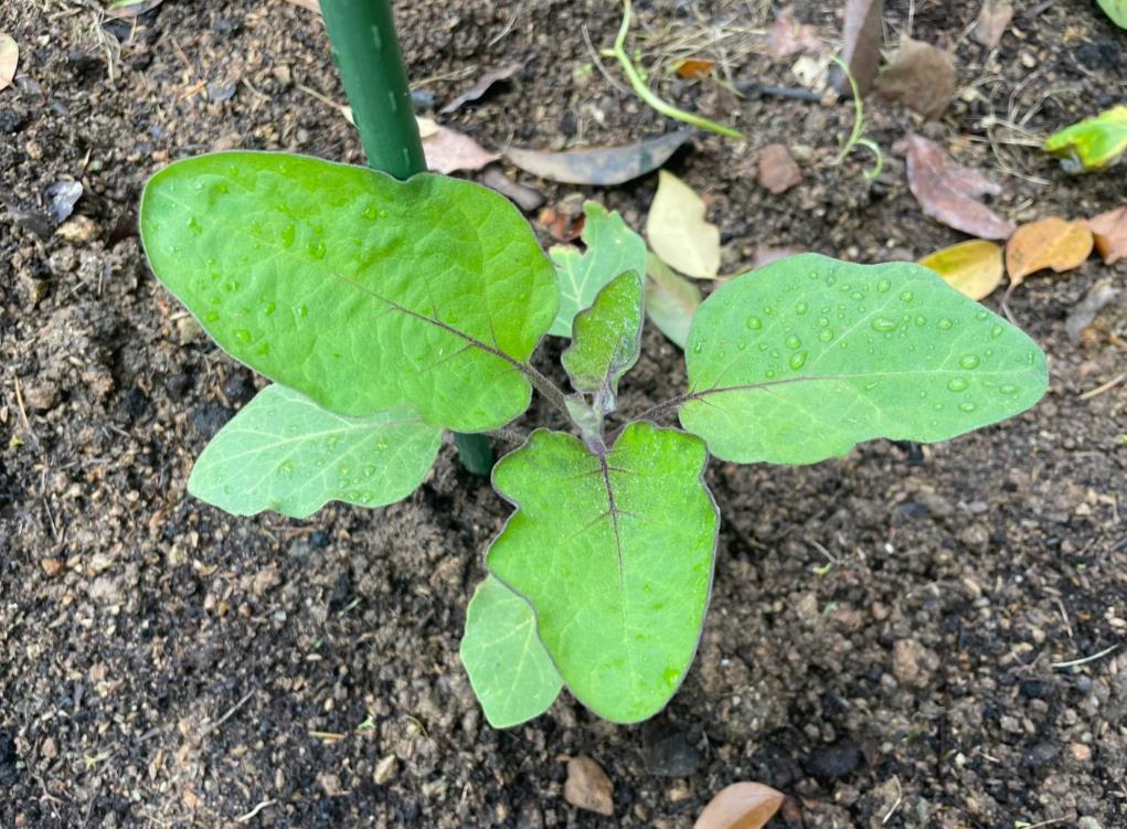 茄子幼苗老不长怎么办