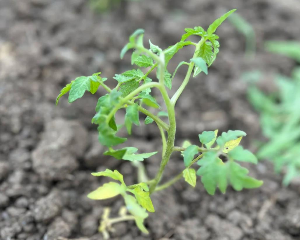 茄子幼苗老不长怎么办