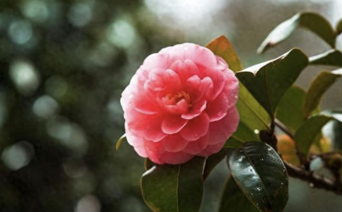 中年女人无声的炫富有哪些