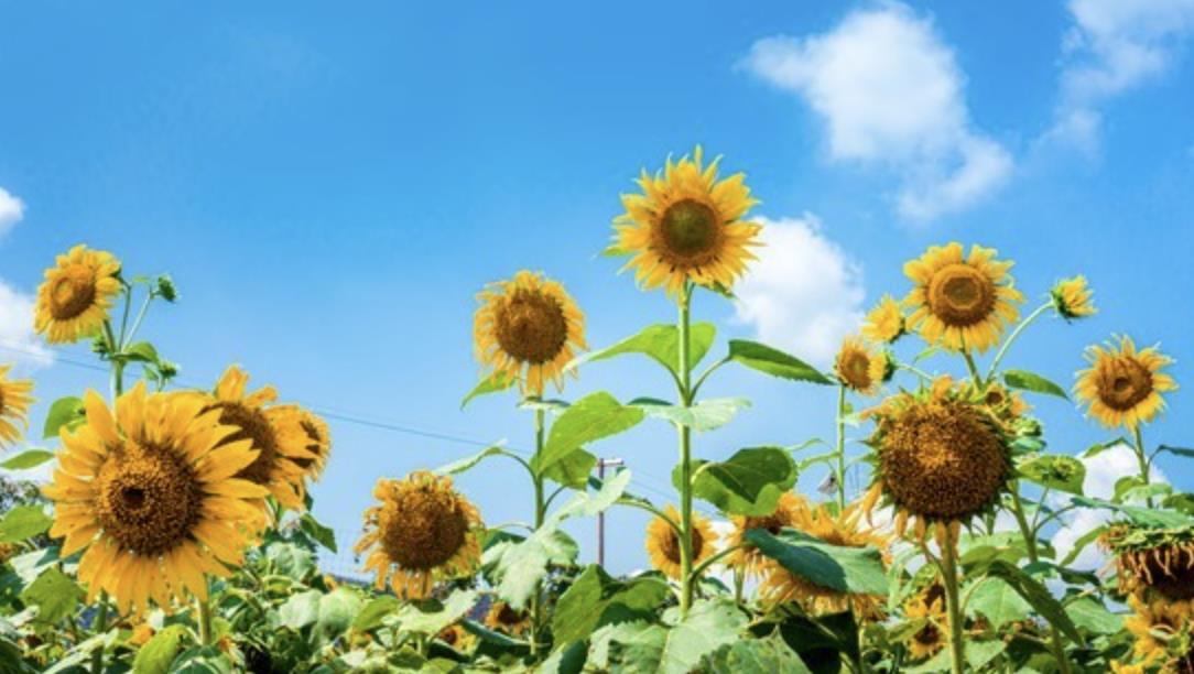 女人招架不住100句情话