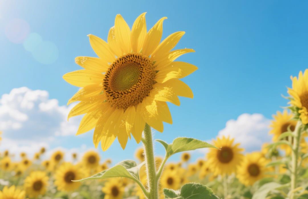 一个女人有意发展关系时有何反应
