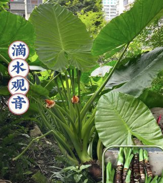 滴水观音的图片大全大图