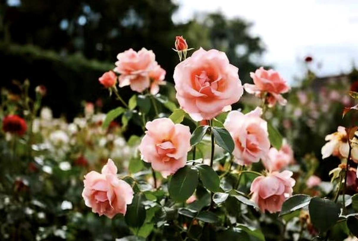 一个女人同时被三个男生喜欢怎么抉择