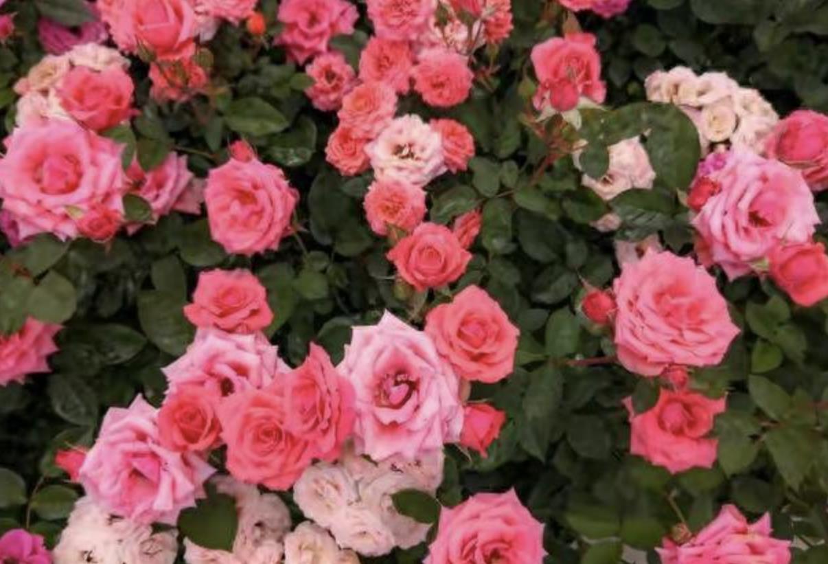 一个女人同时被三个男生喜欢怎么抉择