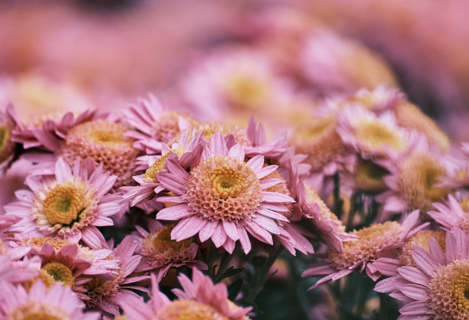 和60岁女人约会聊天