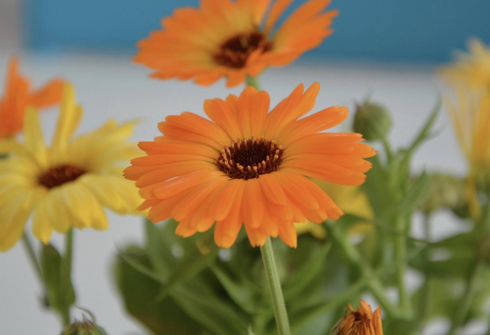 女人最招架不住这3句情话