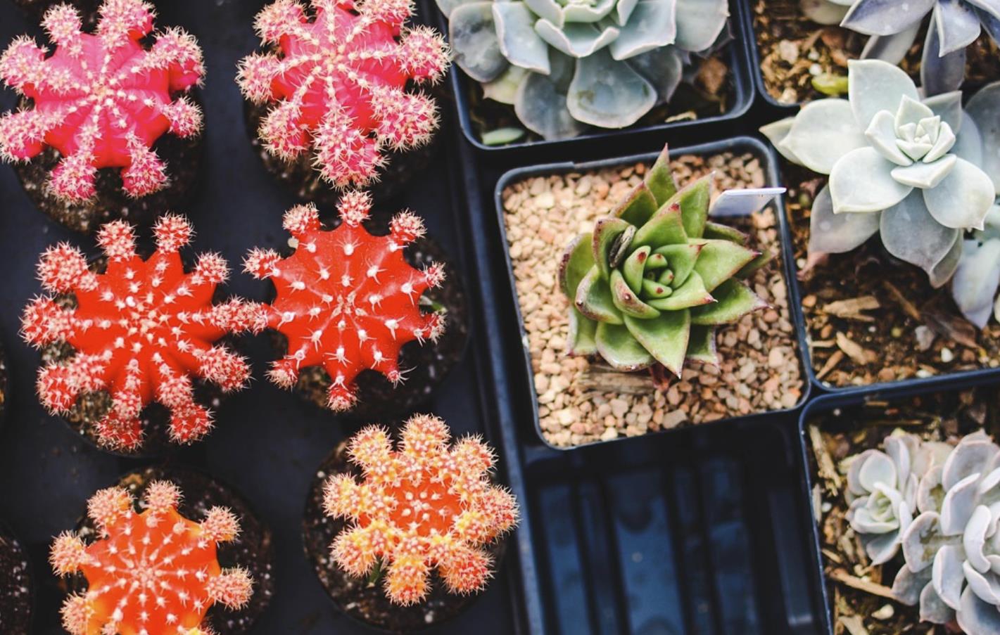 网聊女生第一次见面送什么好