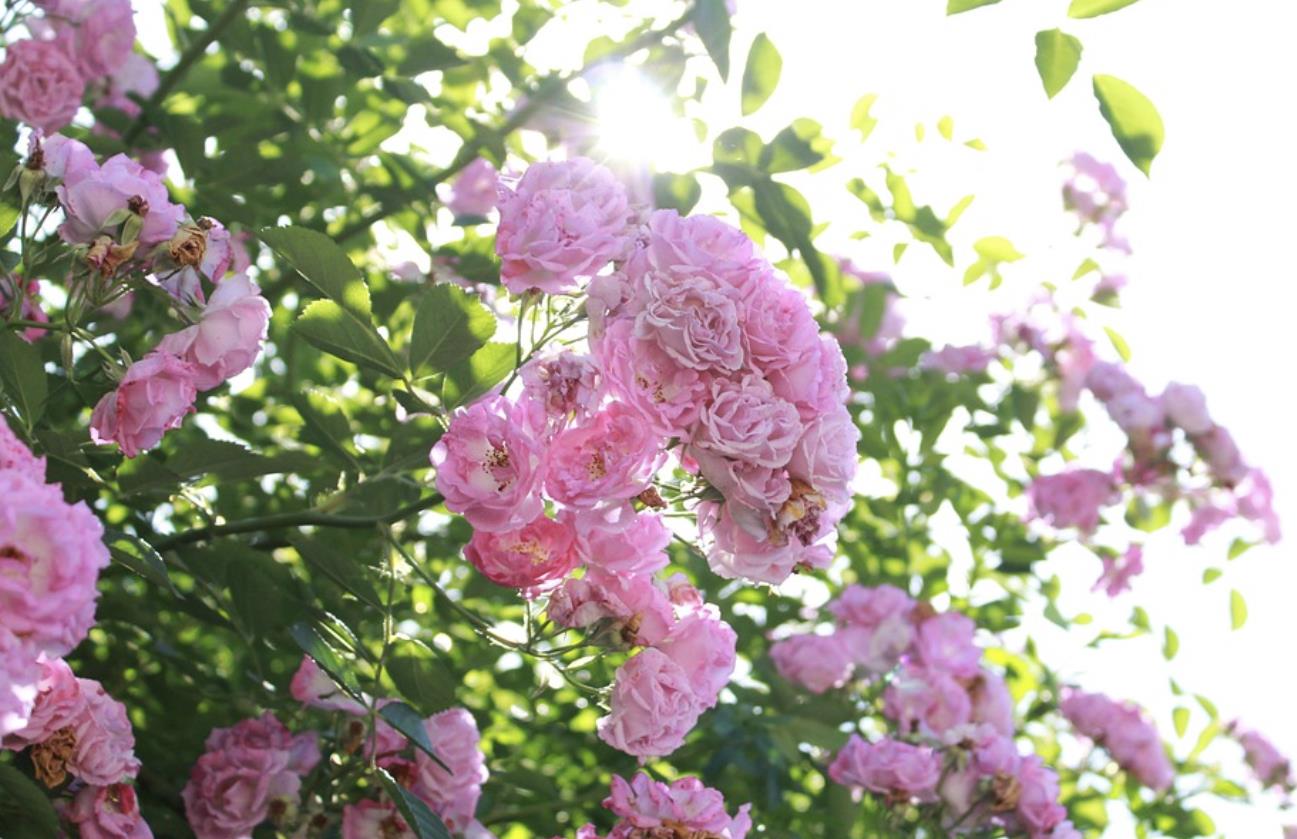 爸爸的嫂子叫什么，爸爸的嫂子怎么称呼