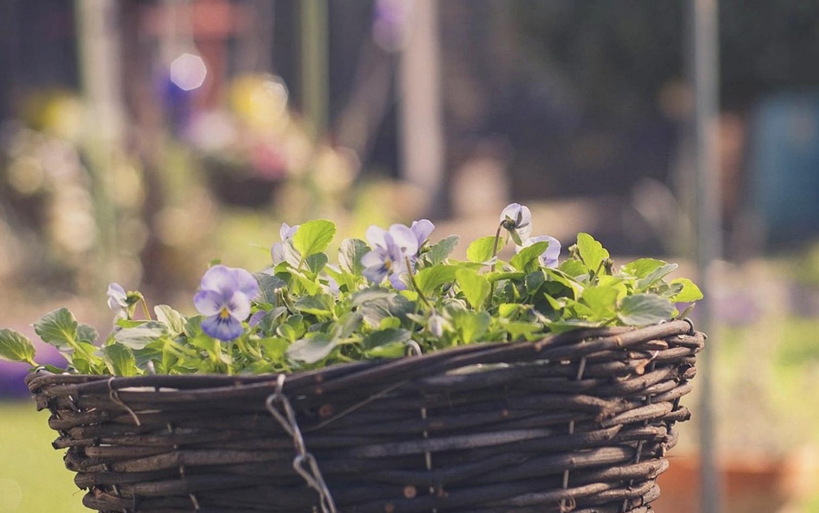 爸爸的嫂子叫什么，爸爸的嫂子怎么称呼