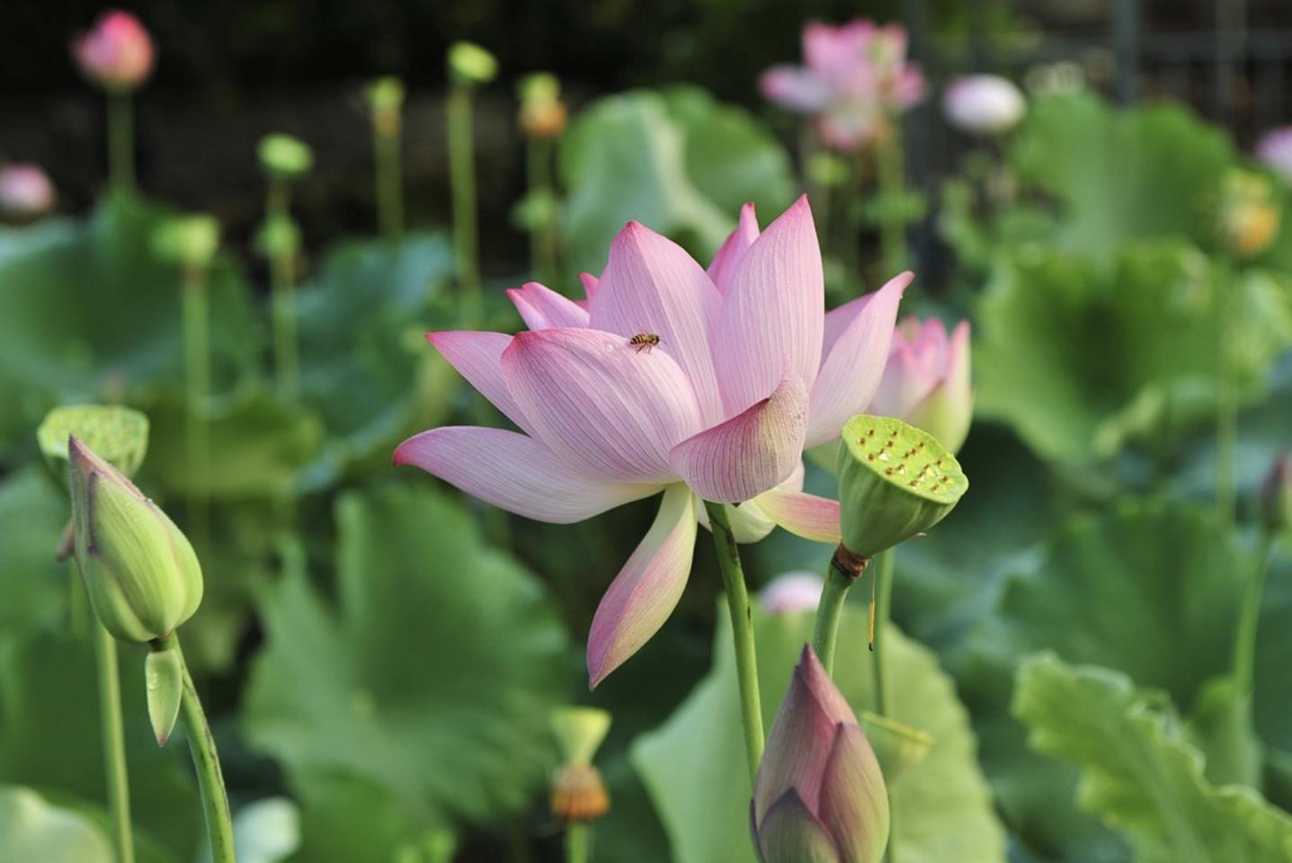 人生八苦是哪八种