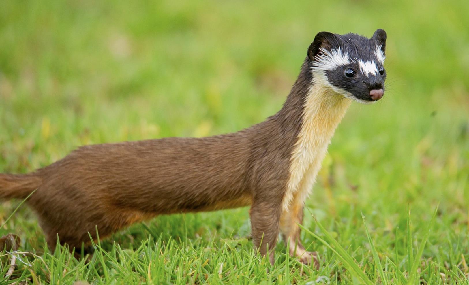 黄鼠狼最怕三种克星