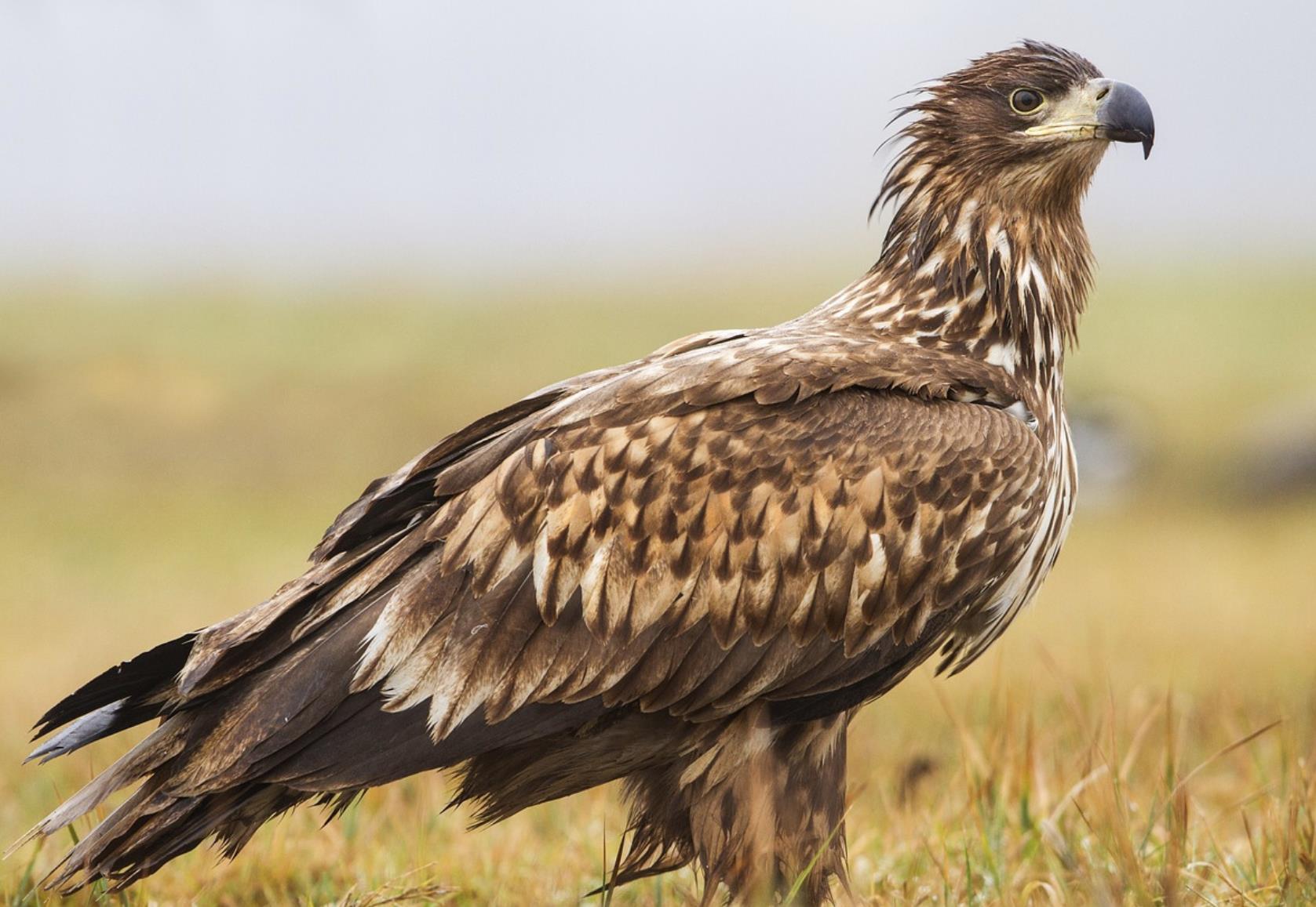 黄鼠狼最怕三种克星