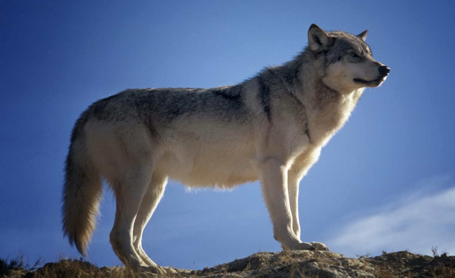 黄鼠狼最怕三种克星