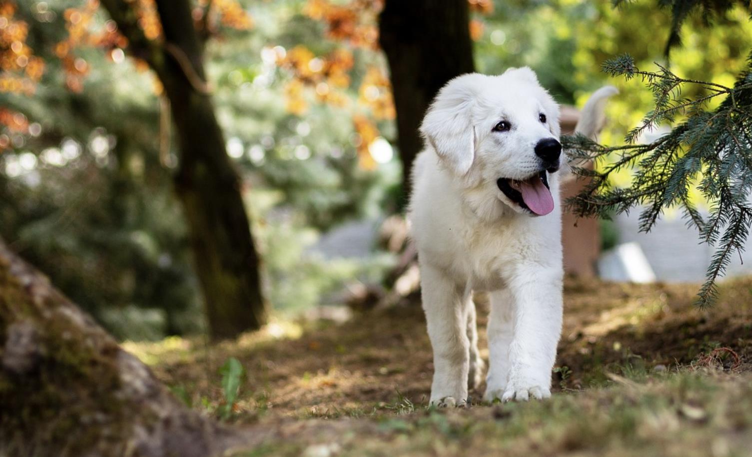 黄鼠狼最怕三种克星