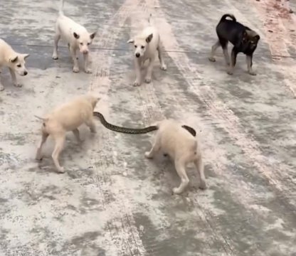 狗被蛇咬了还能活多久