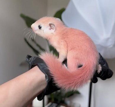 粉色松鼠长大的样子