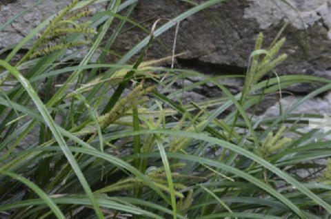 三棱全草图片欣赏