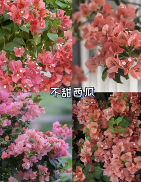 超高颜值的三角梅品种有哪些