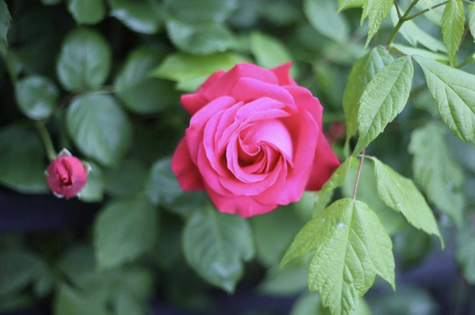 有的女婿不喜欢去丈母娘家的原因是什么