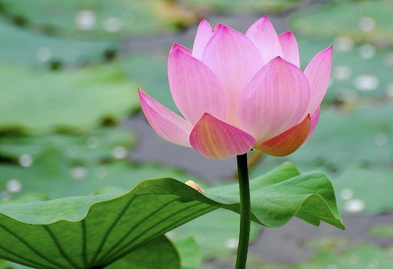 有的女婿不喜欢去丈母娘家的原因是什么