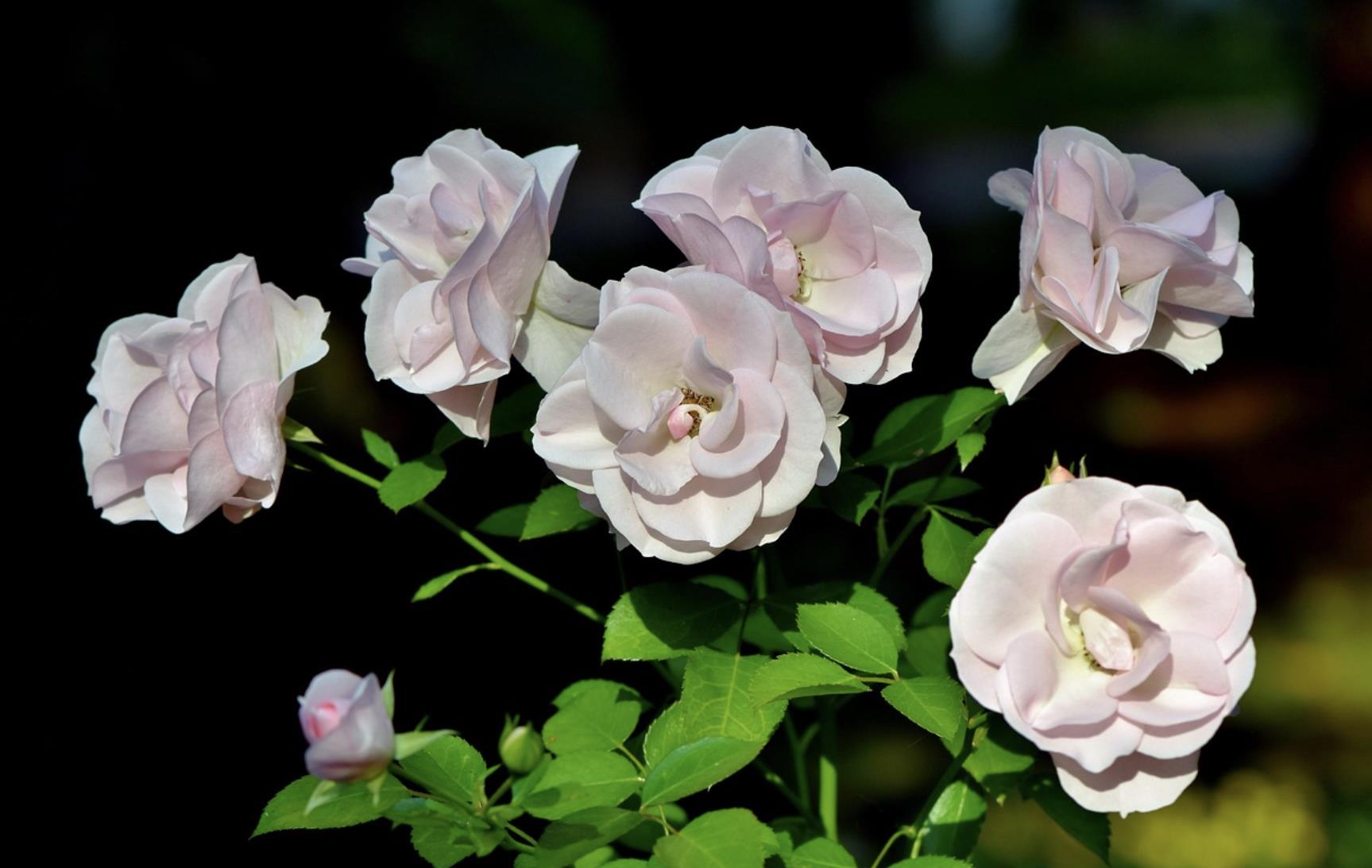 和已婚妇女第一次见面送什么礼物