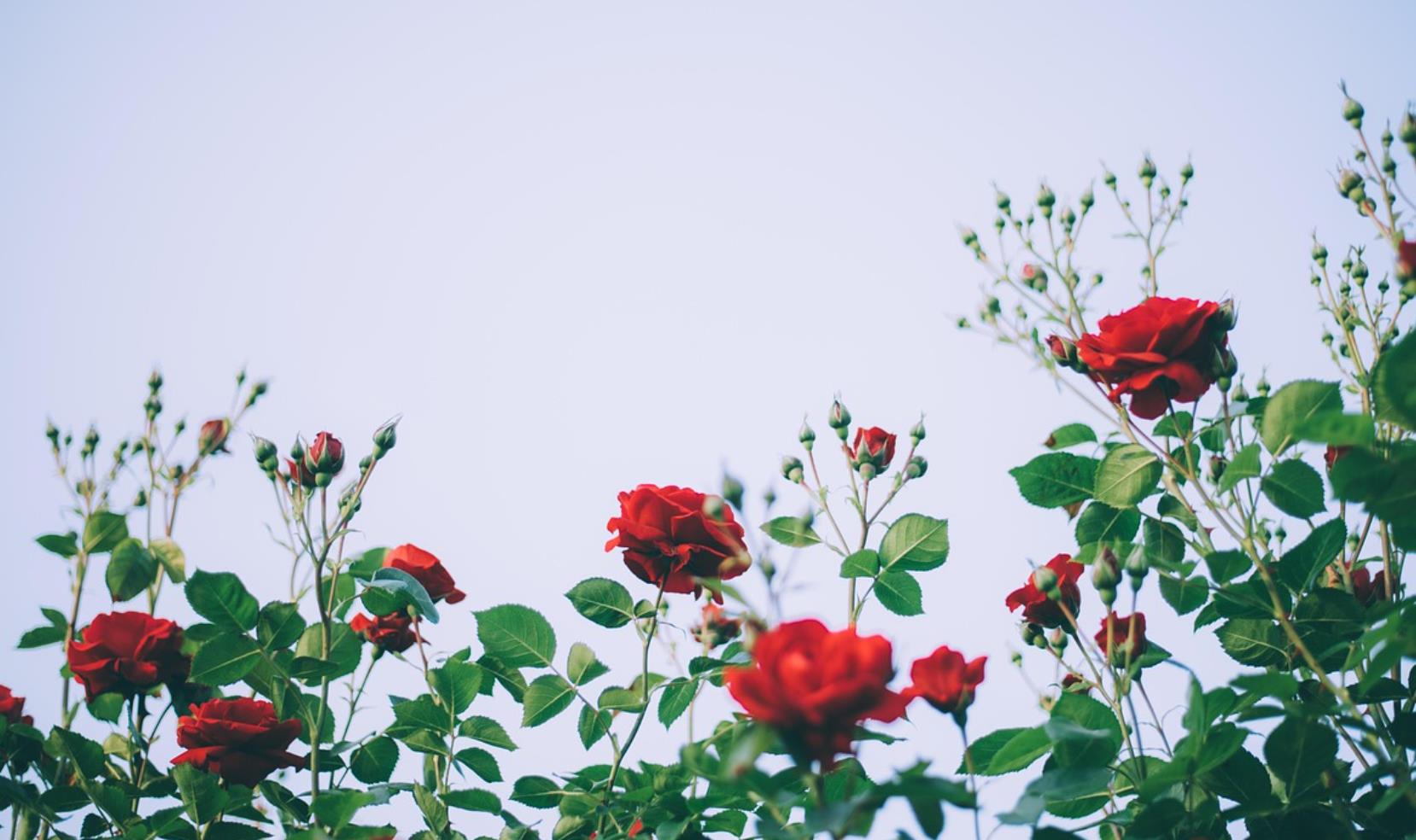 结婚与不结婚的人生有什么区别