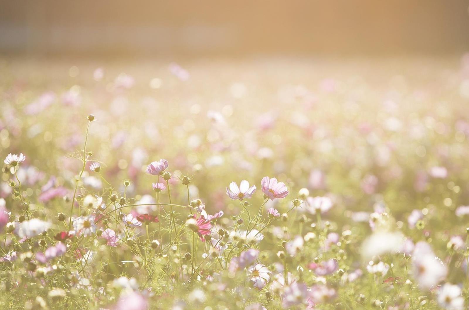 女人的五大爱好